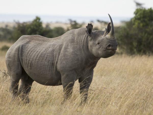 Kenya wildlife safari, tailor made