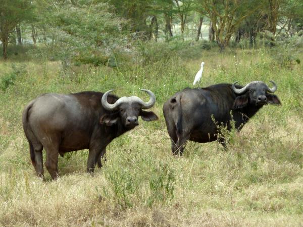 Kenya wildlife safari, tailor made