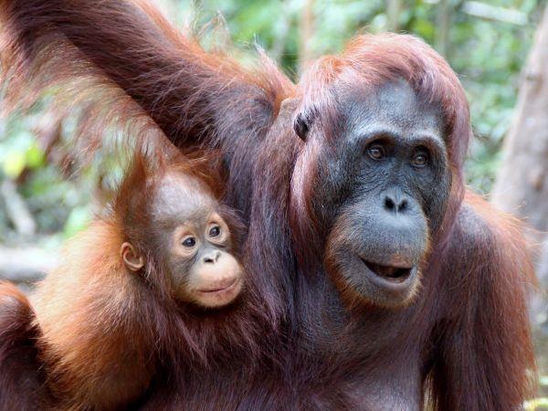 Indonesia tour, volcanos, Orangutans & beach