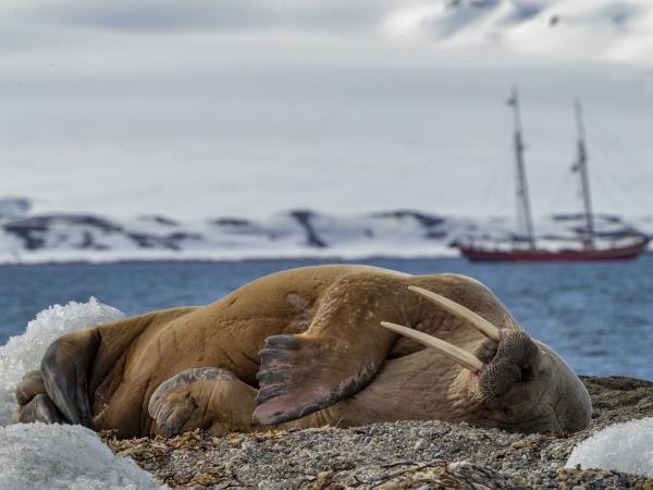 Arctic wildlife vacation, Polar bear explorer