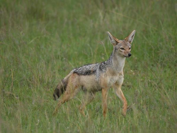 Masai Mara safari in Kenya, 4 days