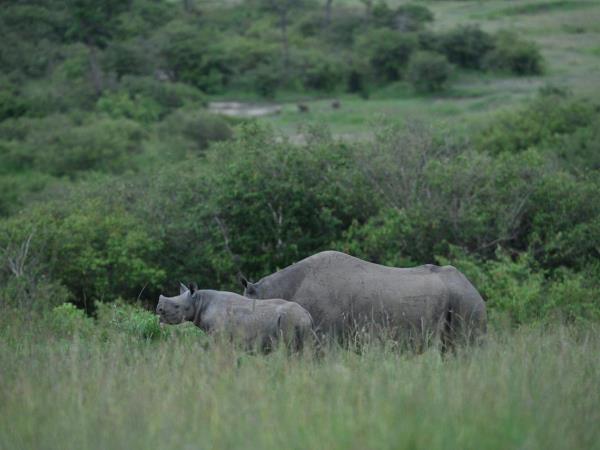 Masai Mara safari in Kenya, 4 days