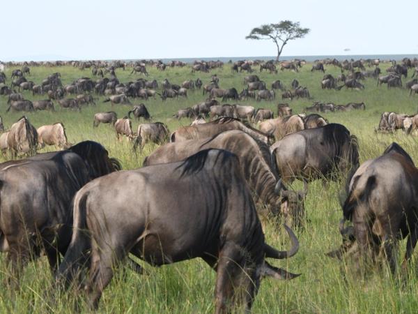 Classic Kenya safari vacation, 8 days