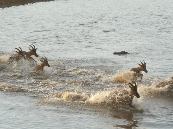Classic Kenya safari vacation, 8 days