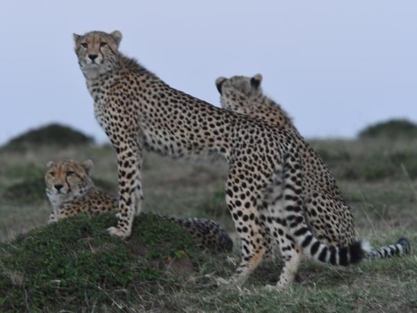 Classic Kenya safari vacation, 8 days
