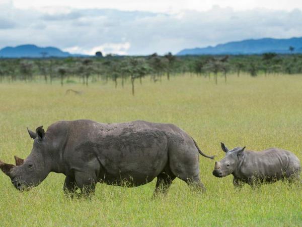 Classic Kenya safari vacation, 8 days