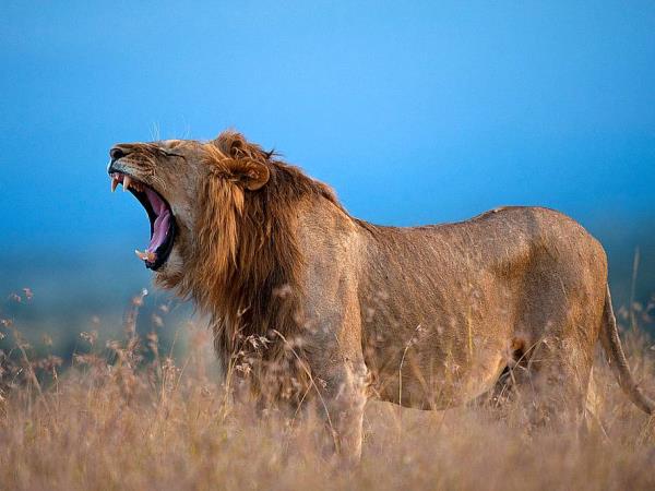 Classic Kenya safari vacation, 8 days