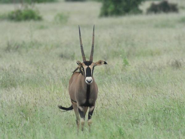 Highlights of Kenya luxury camping safari