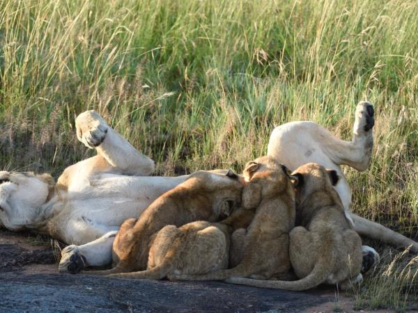 Highlights of Kenya luxury camping safari