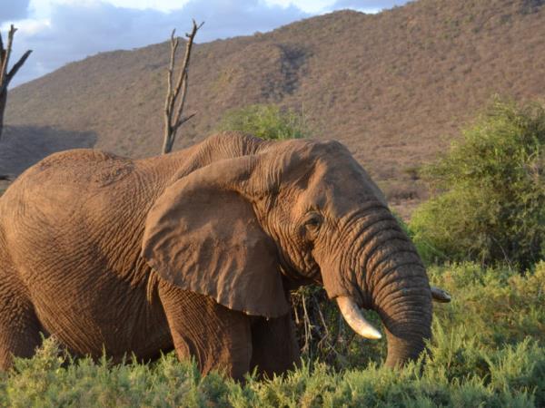 Highlights of Kenya luxury camping safari