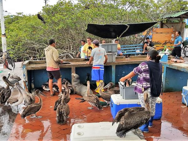 Tailor made tours Ecuador and Galapagos