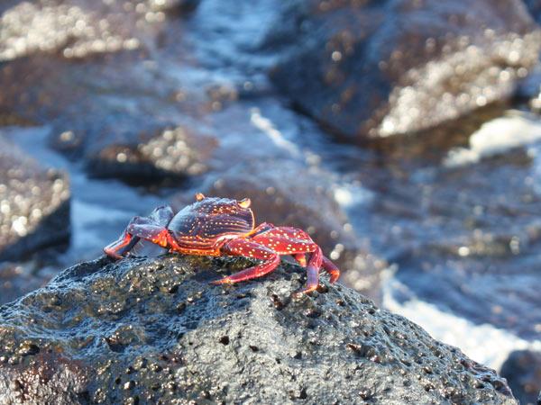 Tailor made tours Ecuador and Galapagos