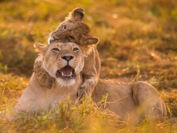 Kenya and Tanzania bespoke wildlife vacation