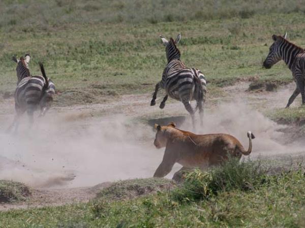 Kenya and Tanzania bespoke wildlife vacation