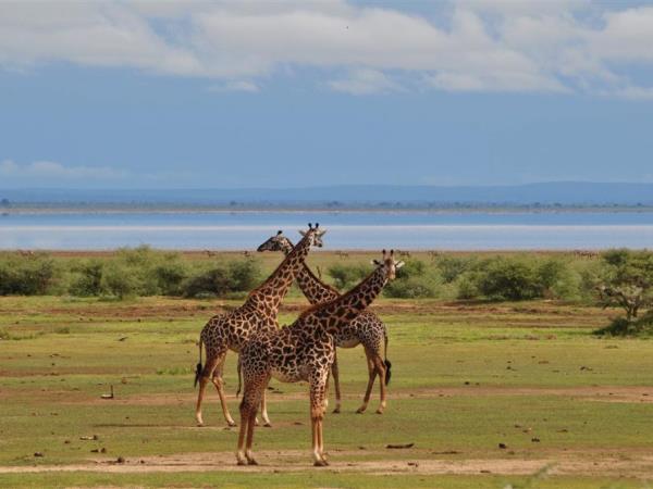 Kenya and Tanzania bespoke wildlife vacation