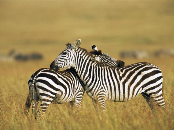 Kenya, Tanzania and Zanzibar vacation