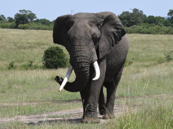 Luxury Kenya and Tanzania safari with Zanzibar