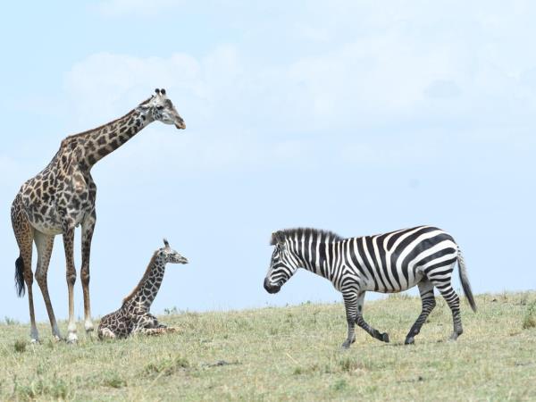 Luxury Kenya and Tanzania safari with Zanzibar