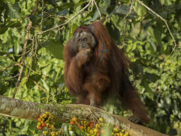 Best of Borneo adventure vacation, wildlife encounters
