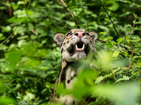 Best of Borneo adventure vacation, wildlife encounters