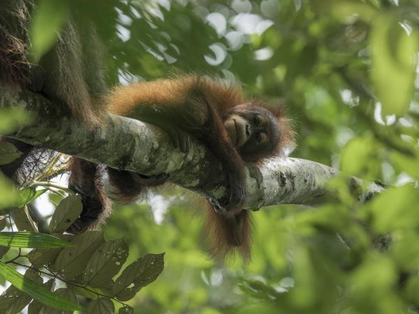 Best of Borneo adventure vacation, wildlife encounters