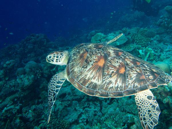 Best of Borneo adventure vacation, wildlife encounters