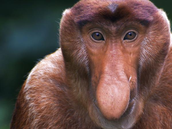 Best of Borneo adventure vacation, wildlife encounters