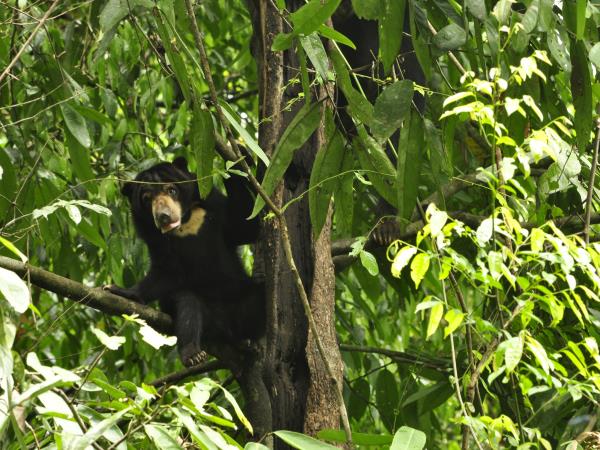 Best of Borneo adventure vacation, wildlife encounters