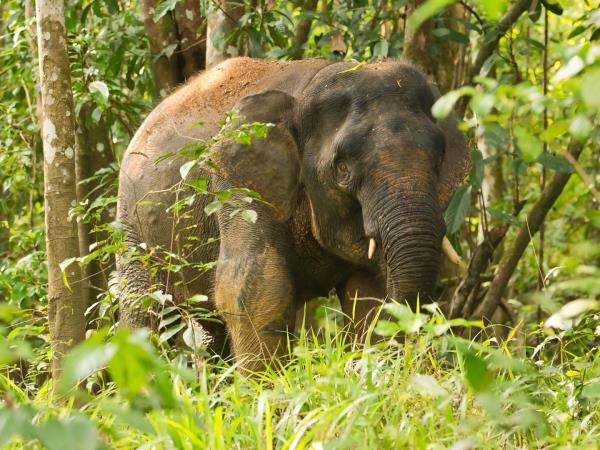 Best of Borneo adventure vacation, wildlife encounters