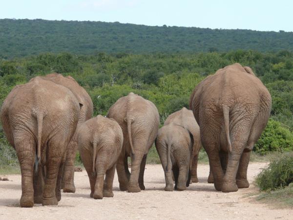Classic South Africa vacation, Garden Route