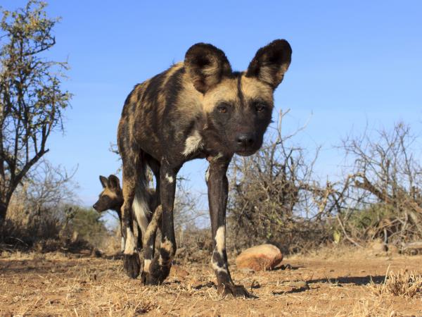 Painted dog safari in Botswana