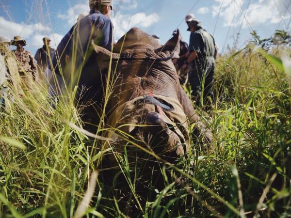 Wildlife conservation safari in South Africa