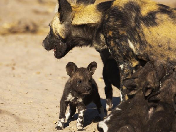 Botswana explorer luxury camping safari