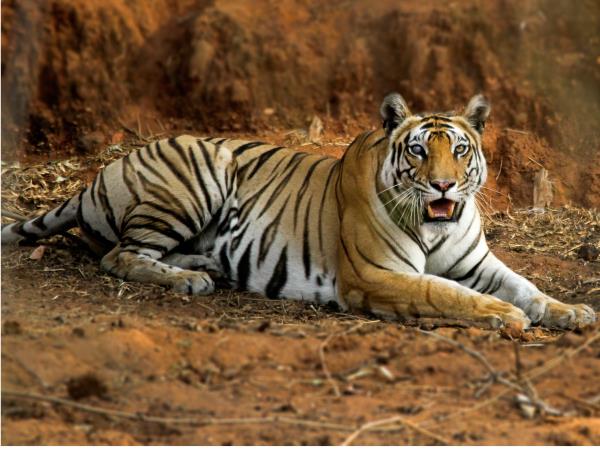 Best of Central India wildlfe tour