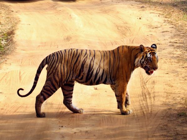 Best of Central India wildlfe tour
