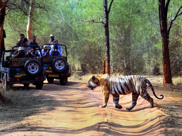Best of Central India wildlfe tour