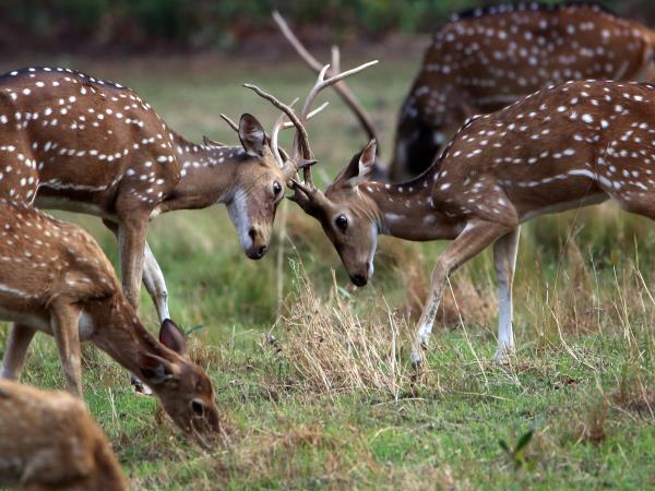 Best of Central India wildlfe tour