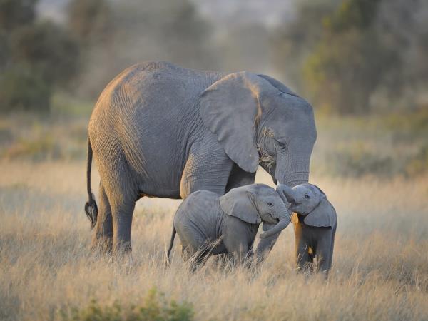 Kenya and Tanzania private safari vacation