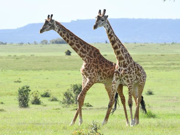 Kenya and Tanzania private safari vacation