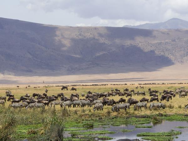 Kenya and Tanzania private safari vacation