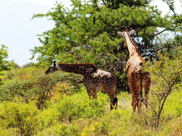 Kenya and Tanzania private safari vacation