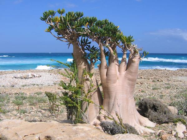 Socotra holiday in Yemen