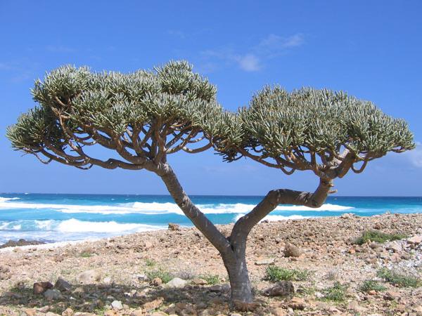 Socotra holiday in Yemen