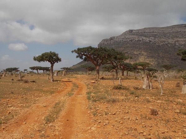 Socotra holiday in Yemen