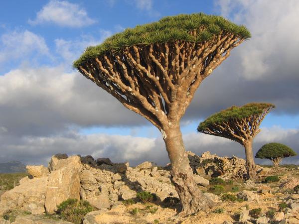 Socotra holiday in Yemen