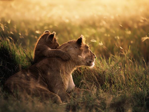 Kenya and Tanzania great migration safari