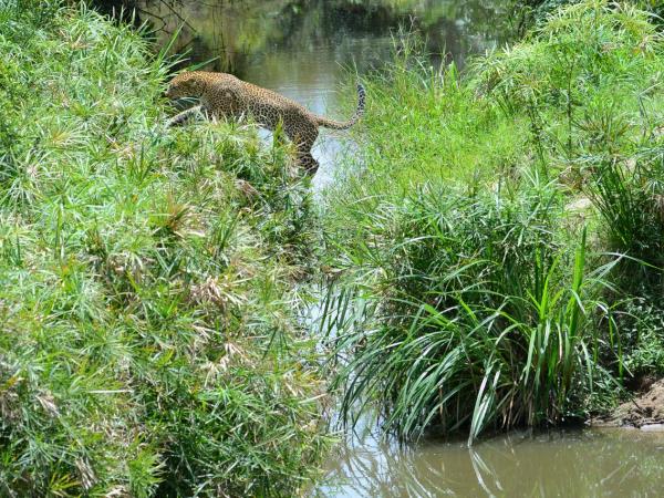 Kenya and Tanzania great migration safari
