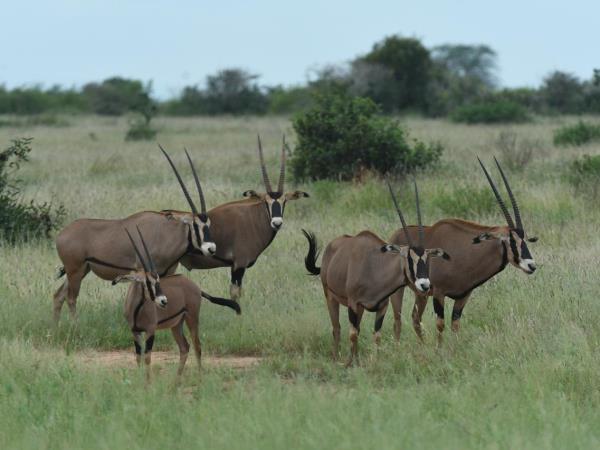 Kenya and Tanzania great migration safari