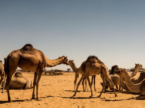 Sudan ancient history vacation