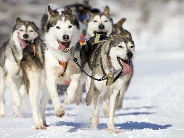 Christmas in Lapland vacation